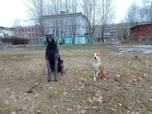 Jackets Dog-Coats Outdoor Winter Pet-Dog Dogs Large Medium for Warm Clothing Kurtka Ubranka