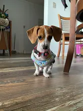 personalized Reflective Dog Cat Harness Vest Pet Adjustable Walking Leash Set for Puppy