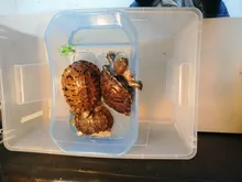 Vivarium-Box Food-Tool-Accessories Tortoise Tank-Breeding Basking-Ramp Turtle Reptile