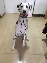 Collar Pet-Products Puppy Engraved French Bulldog Small Dogs Custom Personalized Pug