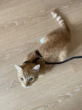 Pet Cat Collar Harness And Leash Adjustable Nylon Pet Traction Dog Kitten Halter Collar