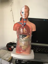 Torso humano cuerpo modelo de anatomía, anatómico médico los órganos internos para la enseñanza Dropshipping. Exclusivo.