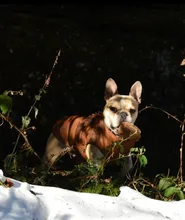 Jacket Vest Puppy-Clothing Pug-Coat Small Dogs Chihuahua Waterproof Winter Teddy Pet-Dog