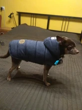 Winter Warm Pet Dog Clothes Hooded Thick Cotton Cat Puppy Dogs Coat Jackets S-XXL