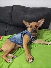 Chaqueta vaquera para perro, chaqueta vaquera azul con cara bonita, chaleco, ropa para cachorros, ropa de 6 tamaños