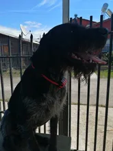 Vibration Pet Dog-Collar Remote-Control Shock Electric Rechargeable Waterproof 800m 