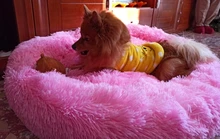 Cat Bed Bench Pet-Bed Chihuahua Kennel Dog-House Large-Mat Round Plush Long for Big Super-Soft