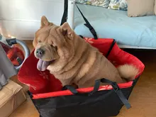 CAWAYI KENNEL Pet Carriers Dog Car Seat Cover Carrying for Dogs Cats Mat Blanket Rear