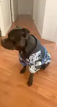 Chubasquero para perros pequeños y grandes, abrigo de viento, Sudadera con capucha de Bulldog Francés para perros, ropa, chaqueta, Chihuahua, cara de perro