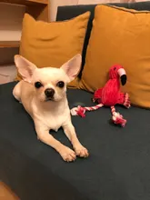 De peluche de felpa Flamingo perros de compañía morder masticar juguetes de Chihuahua/Yorkshire/Bulldog/Pug/Corgi perro interactivo/perro de juguete