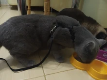 Harness Leash Traction Cats-Products Cat-Collar Pet Nylon Kitten Adjustable Gato