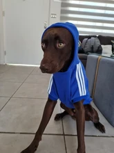 Dog clothes adidog 2020 new winter Pet clothes small and medium-sized dog Hoodies puppy