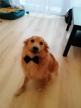 Collar personalizado para perro, etiqueta de identificación, grabado, Nombre de mascota para gato, cachorro, colgante, llavero, hueso, accesorios para mascotas