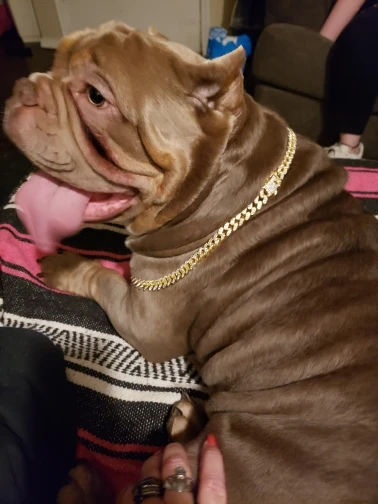 Diamante Dog Collar photo review