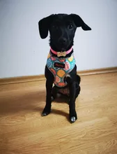 Dog-Harness-Vest Reflective Dogs Nylon Printed Adjustable for Small Medium Cats No-Pull