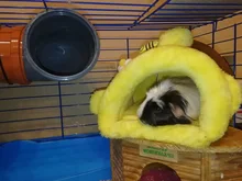 Cage Hamster Bed-House Hedgehog Animals-Supplies Guinea-Pig Snuggle Sack Chinchilla Fleece