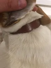 Collar personalizado de piel auténtica para identificación de perro, Collar pequeño mediano para perros gato, nombre de mascota personalizado y número de teléfono grabado gratis