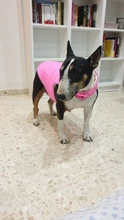 Ropa de invierno cálida para perros, chaleco reflectante para cachorros, chaqueta polar cómoda para mascotas, abrigo para perros pequeños, medianos y grandes, 2020