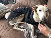Jacket Clothing Coat Greyhound Waterproof Dog Dogs Large Super-Warm Medium Thick 