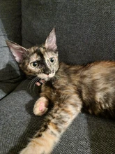 Gato de seguridad para perros y gatos, hebillas de Collar a cuadros con campana, hebilla ajustable, accesorios para cachorros y gatitos