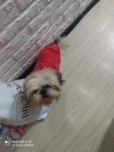 Coat Puppy Clothing Pet-Dog-Jacket Dogs Chihuahua Yorkshire Hoodies Outfit Small Winter