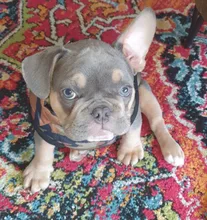 Coat Vest Jacket Puppy Outfit Pet-Dog Yorkie Warm Chihuahua Winter for Windproof Padded