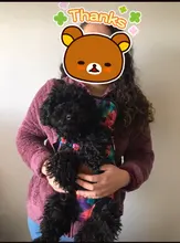 HOOPET Pet Dog Cat Carrier Bag Backpack Carring Bag Products for Dogs Anilmal Transport