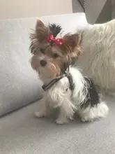 Arnés para perro o gato ajustable, reflectante, para gatos, exteriores, para perros pequeños, para caminar, Chihuahua, Terier