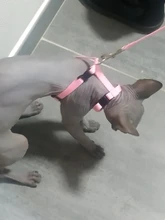 Pet Cat Collar Harness And Leash Adjustable Nylon Pet Traction Dog Kitten Halter Collar