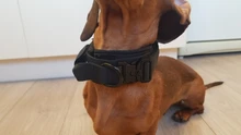 Collar táctico para perro, conjunto de correa ajustable para mascotas, entrenamiento militar al aire libre, caza, liberación rápida, perros medianos y grandes, Pastor Alemán