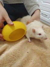Nest Mouse-House Wooden Cute Small Pet Pet-Sleeping Comfortable Warm And 1pcs Colored