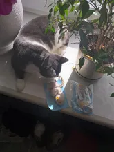 3pcs New Plush Simulation Mouse Cat Toy Plush Mouse Cat Scratch Bite Resistance Interactive