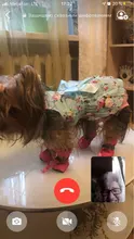 Pet-Dog-Shoes Snow-Boots Dogs-Socks Puppy Anti-Slip Small Waterproof Winter Footwear