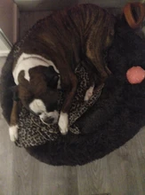 Mascota grande perrera Fuzzy felpa redonda gato cama casa larga suave perro de peluche cama nido de invierno cálido gato durmiendo alfombrilla cama para mascotas gato de casa