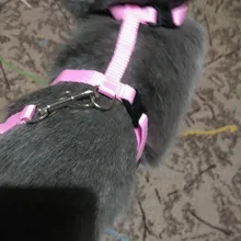 Pet Cat Collar Harness And Leash Adjustable Nylon Pet Traction Dog Kitten Halter Collar