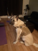 Molle Vest Panels Dog-Harness Dogs Military-Working Training Rubrab Tactical Metal 