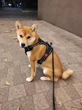 Vest Harness Pet-Dog No-Pull SUPREPET Nylon Adjustable for Large Medium