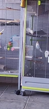 Food-Container Bird-Feeder Animal-Supplies Parrot Hanging Pet-Bird-Prevention Splash