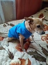 Camiseta de Carlino para mascotas pequeñas, disfraces de perros Yorkshire Terrier, Chalecos para perros y gatos, Chihuahua, Bulldog francés