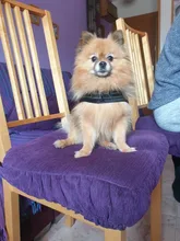 No-¡perro arnés reflectante ajustable de franela acolchada pequeño, mediano y grande arnés tipo chaleco para perro fácil para caminar de formación