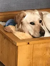 Lindo latido del corazón cachorro de conductividad juguete de entrenamiento mascota de peluche cómodo acurrucarse dormir