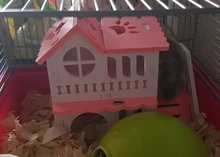 Sleeping-House Hamster Nest Animal-Supplies Small Luxury Home Cage Pet Wooden Hideout