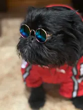 Gafas de sol Multicolor para Gato, productos para perrito y gato, accesorios para fotos, suministros para mascotas