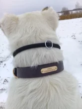 Dog-Collar Id-Plate Engraved Dogs Pitbull Custom Personalized Padded with Tag 2-Layers