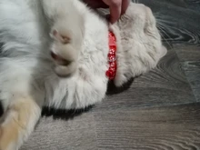 Pet-Supplies Collar Bell Cat-Accessories Small Dog Adjustable Chihuahua Buckle Colorul