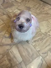 Bozal transpirable Para perros y gatos, mascarilla antimordeduras, máscara Para la boca Para gatitos y mascotas, bozal Para limpieza de baños de gatos, herramienta Para Gat