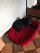 Dog-Beds Cage Lounger Pet-House-Cushion Dogs-Mat Bench-Medium Golden Retriever Large