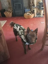 Dog Coat Dog-Jacket Labrador Reflective Large Breed Chihuahua Waterproof Winter Overalls