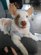 personalized Reflective Dog Cat Harness Vest Pet Adjustable Walking Leash Set for Puppy