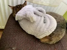 Cat Jacket Costume Yorkshire-Clothing Kitten Winter Warm for Small Medium Dogs Chihuahua